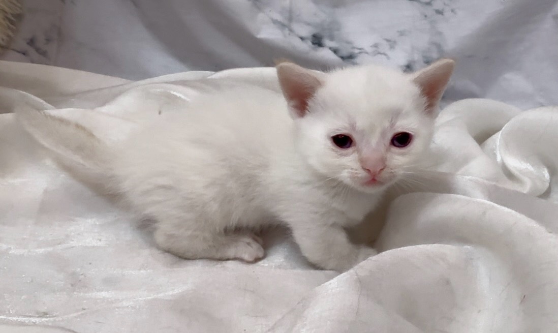 華貴皇族國際專業貓舍／奶端色布偶貓