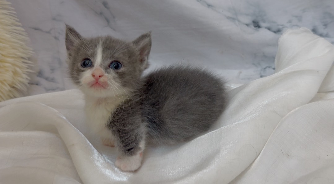 華貴皇族國際專業貓舍／藍白賓士曼赤肯