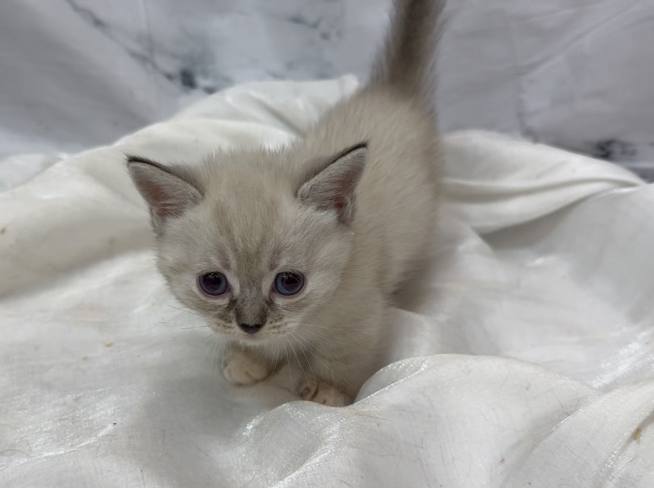 華貴皇族國際專業貓舍／山貓紋重點色曼赤肯