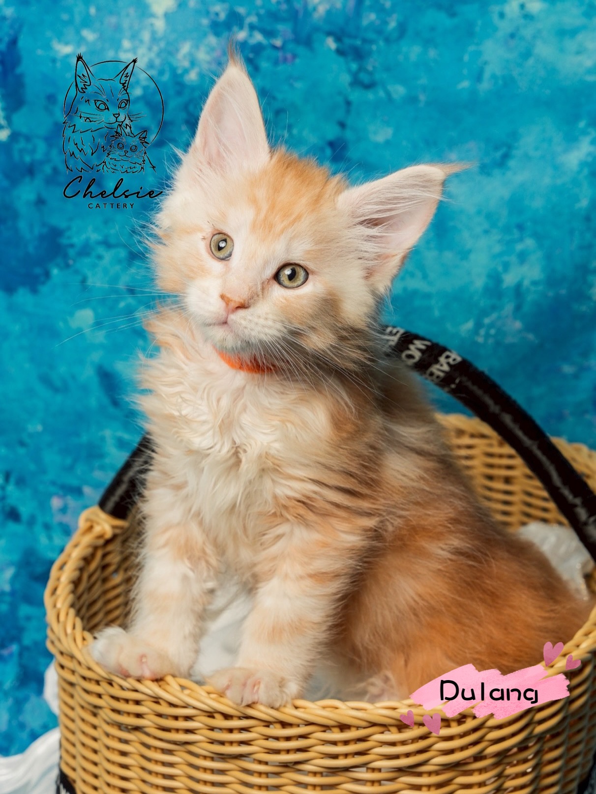 雀而喜貓舍／紅銀虎斑緬因貓