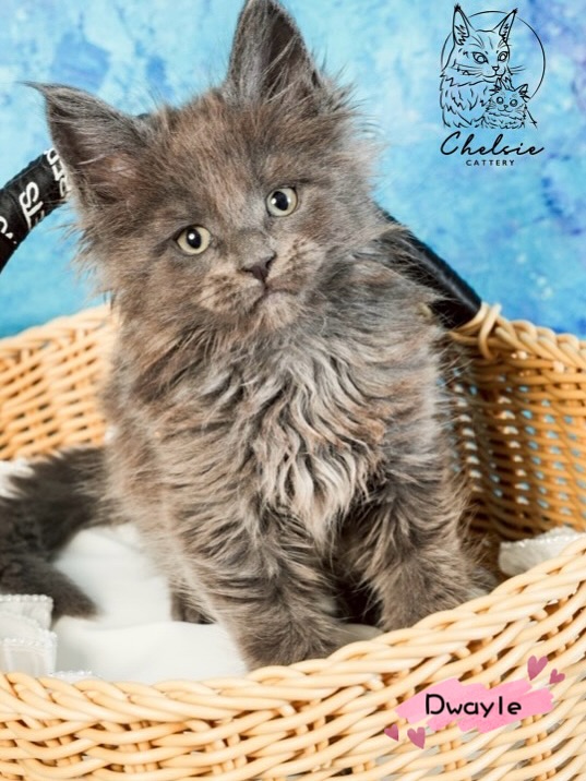 雀而喜貓舍／銀虎斑緬因貓