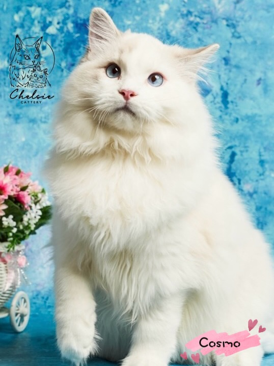 雀而喜貓舍／藍山雙色布偶貓