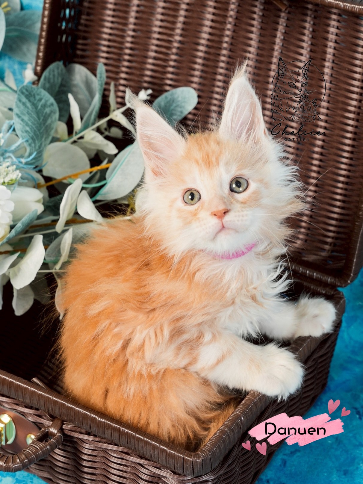 雀而喜貓舍／紅銀虎斑緬因貓