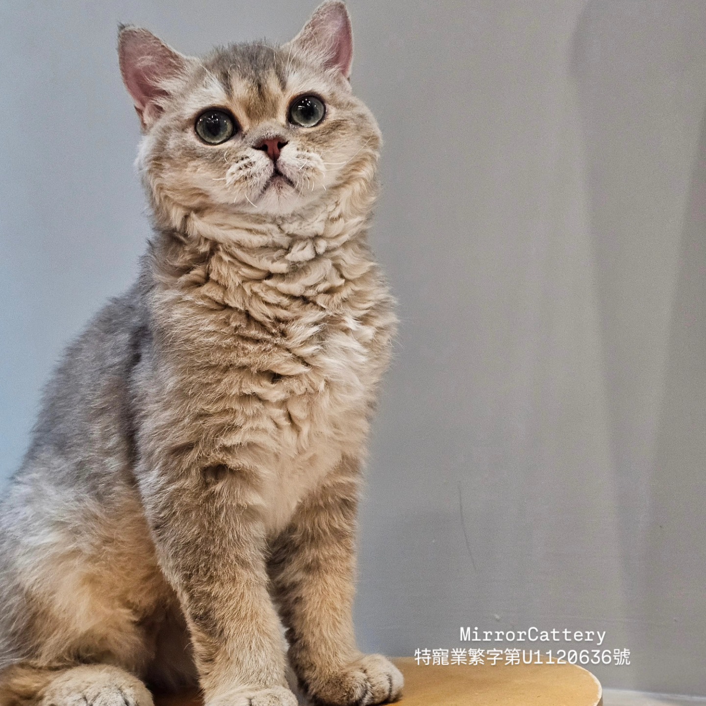 米琪蘇貓舍／藍金漸層色賽爾凱克捲毛貓