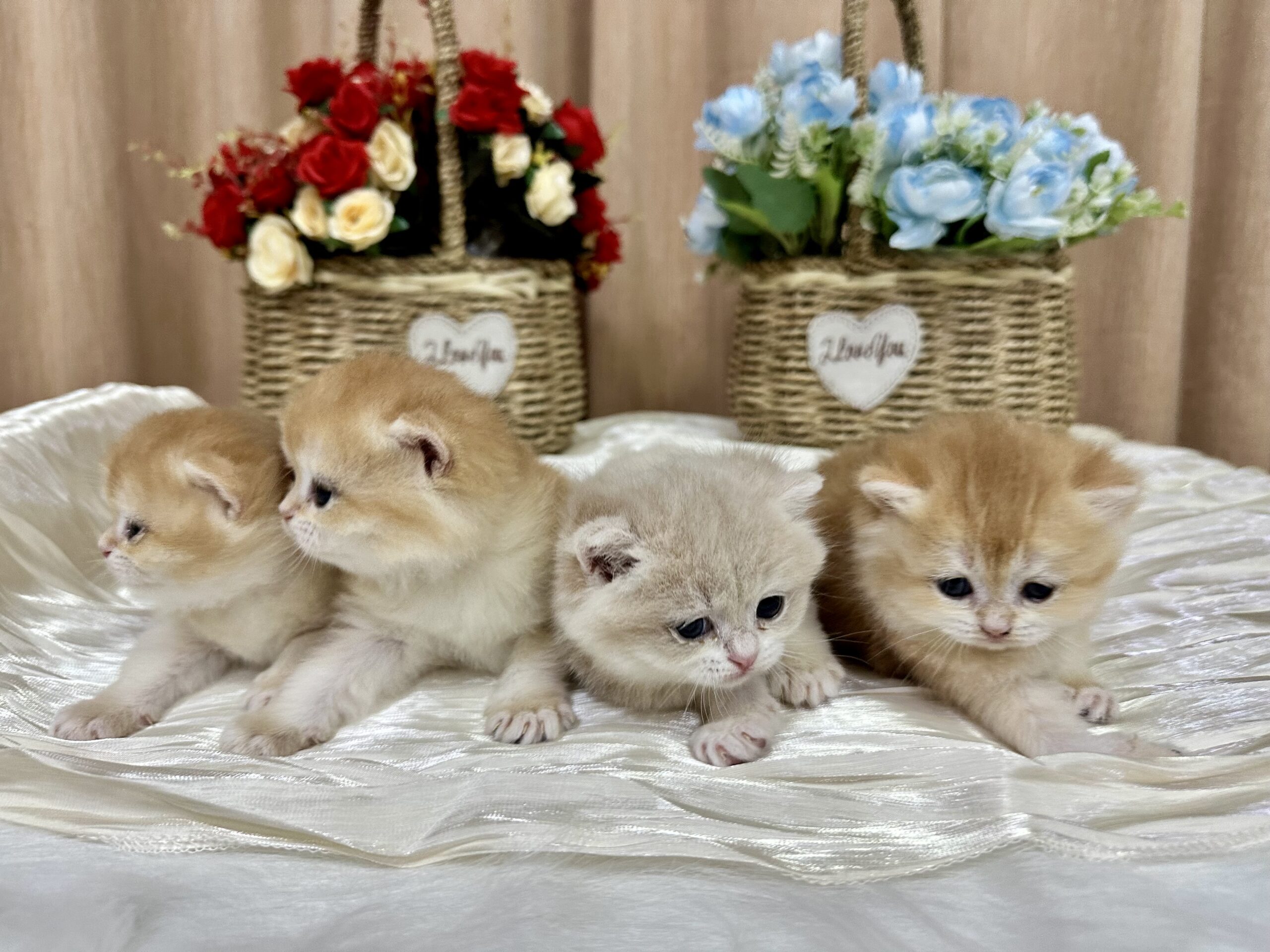 米米亞貓舍／金漸層&藍金漸層英國短毛貓