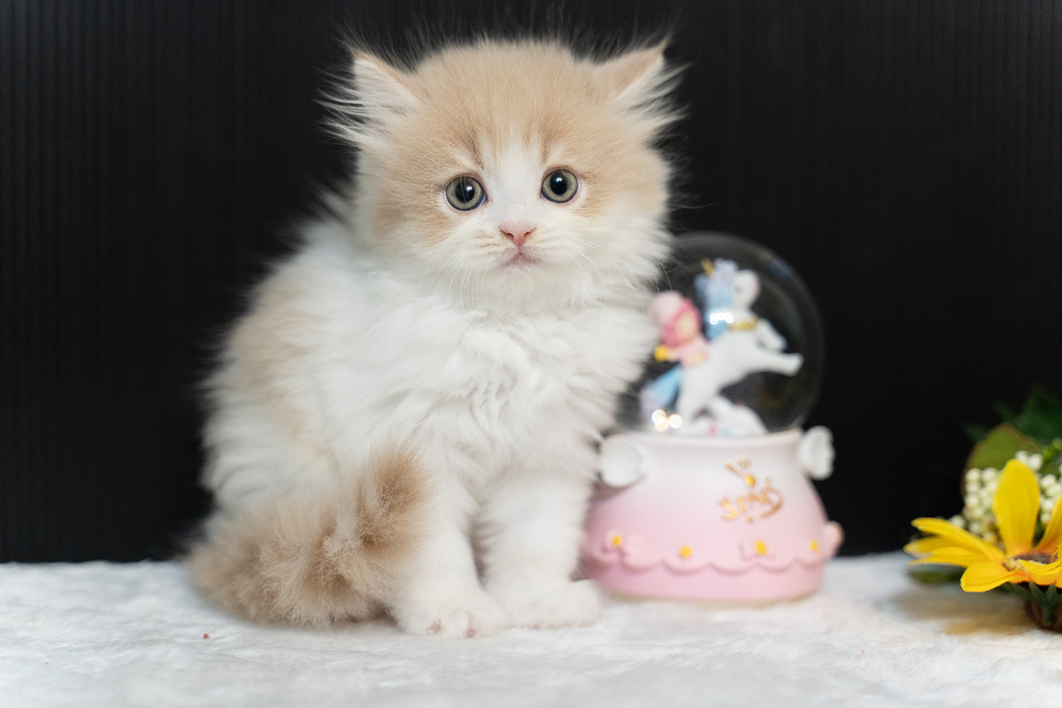 星光貓舍／奶油白賓士英國長毛貓