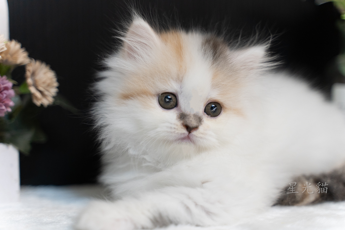 星光貓舍／三花英國長毛貓