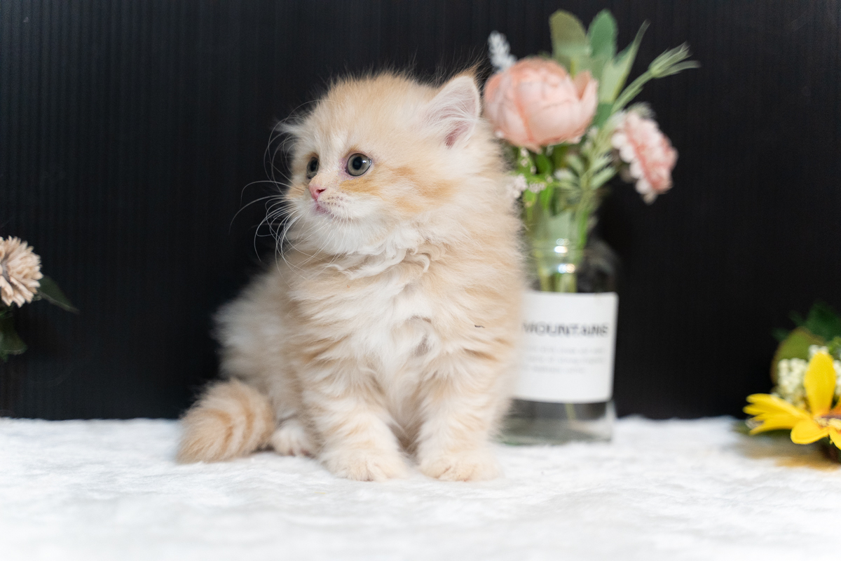 星光貓舍／橘色英國長毛貓