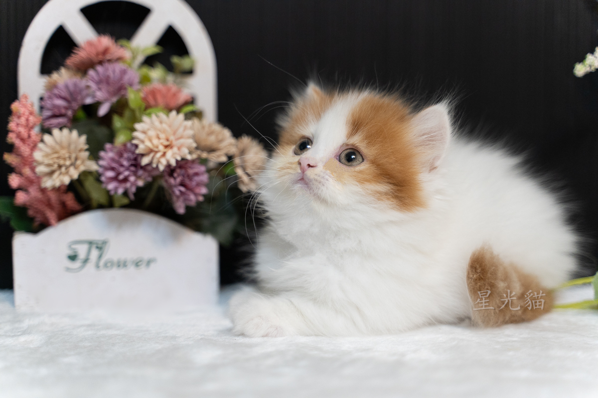 星光貓舍／橘白色小步舞曲