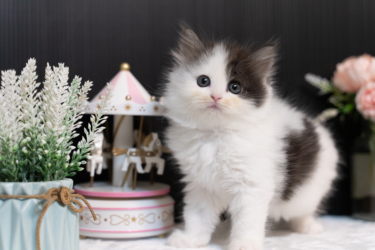 星光貓舍／乳牛英國長毛貓