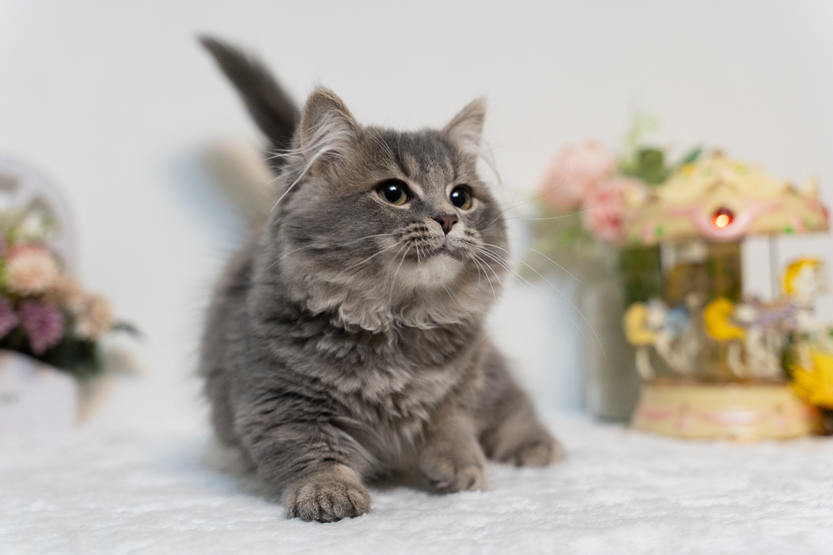 星光貓舍／藍虎班小步舞曲