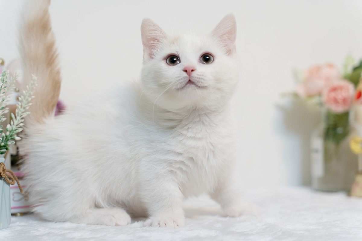 星光貓舍／白奶油曼赤肯