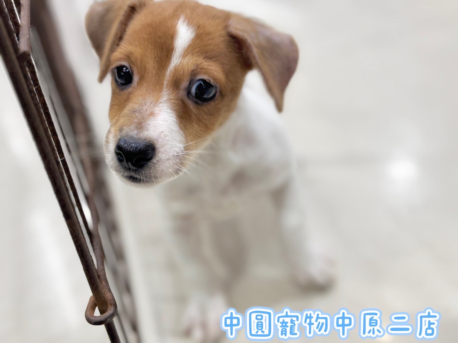 中圓寵物家族／黃白色傑克羅素