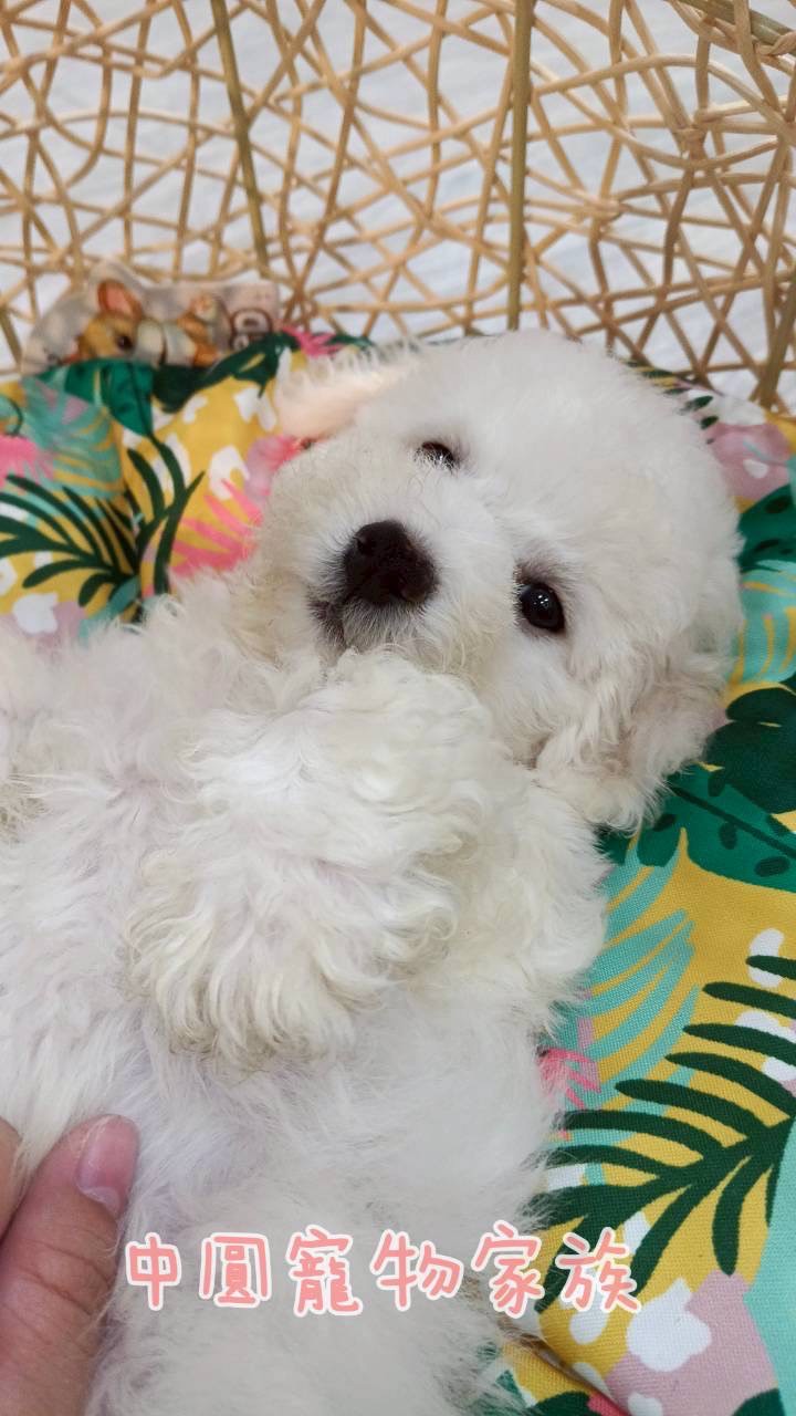 中圓寵物家族／比熊犬