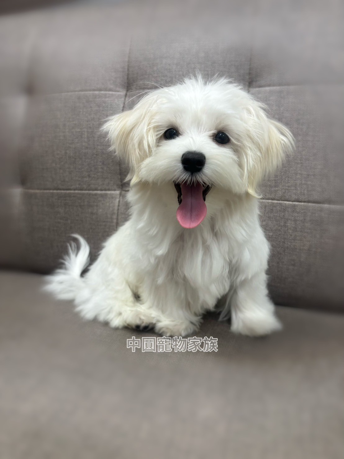 中圓寵物家族／瑪爾濟斯