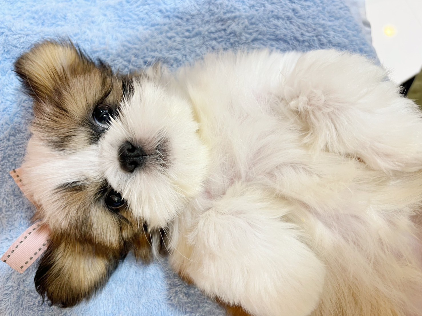 中圓寵物家族／雙色西施犬