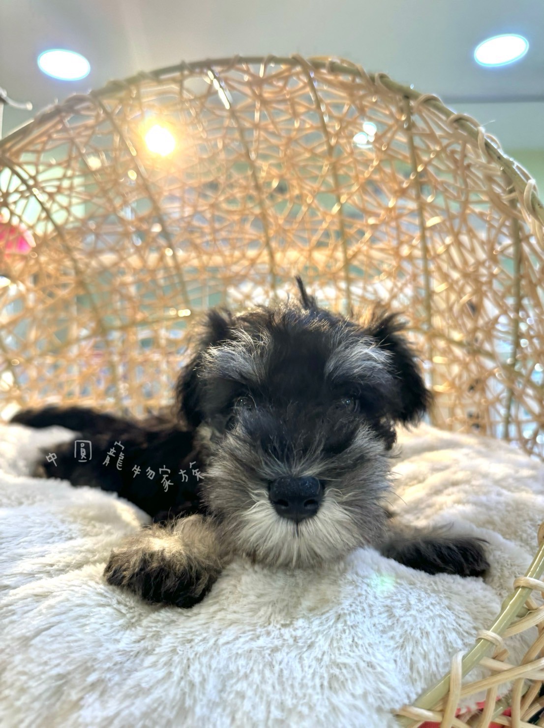 中圓寵物家族／雪納瑞