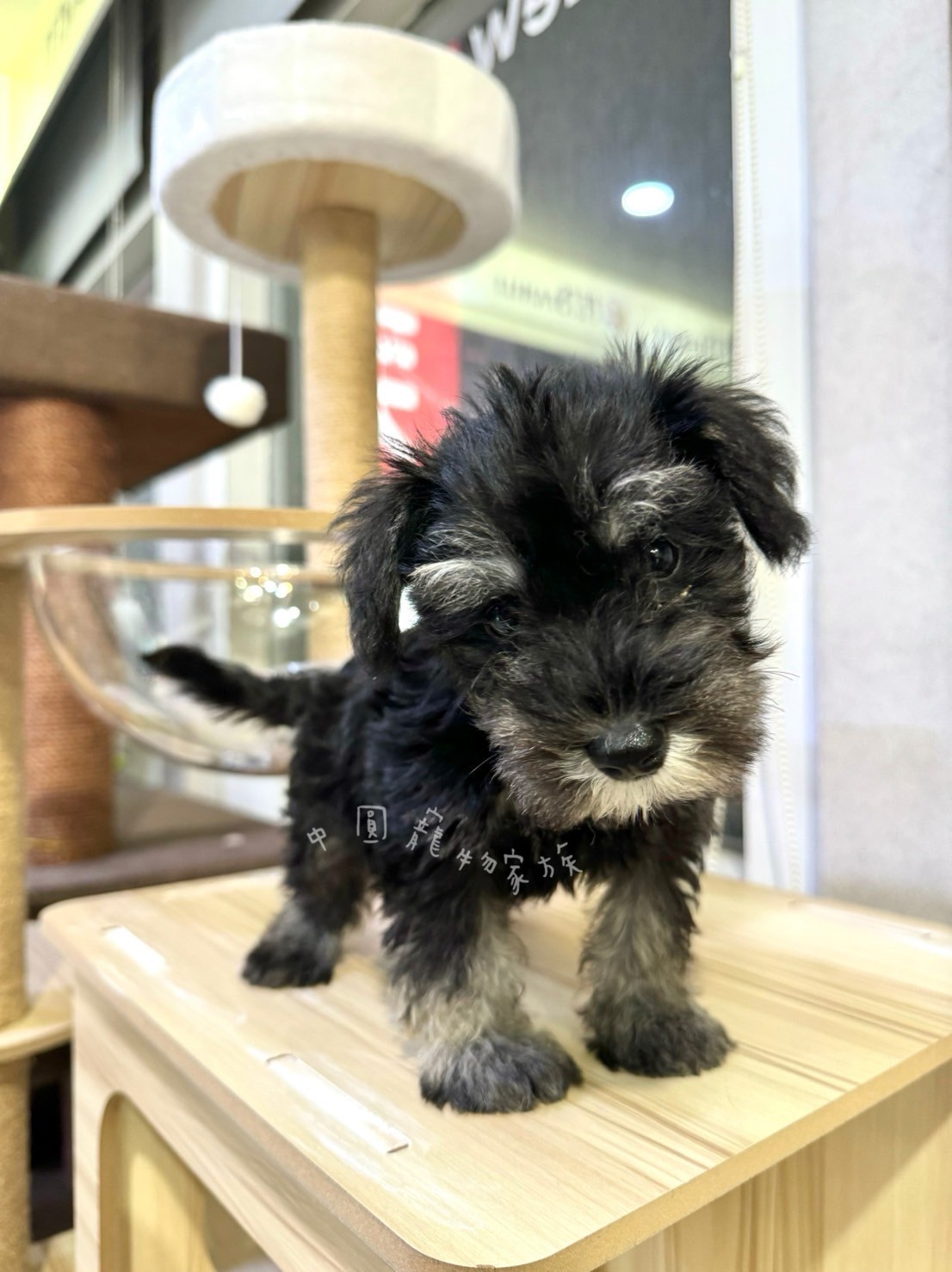 中圓寵物家族／雪納瑞