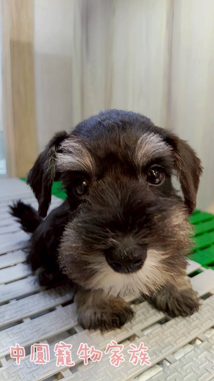 中圓寵物家族／黑蓋雪納瑞