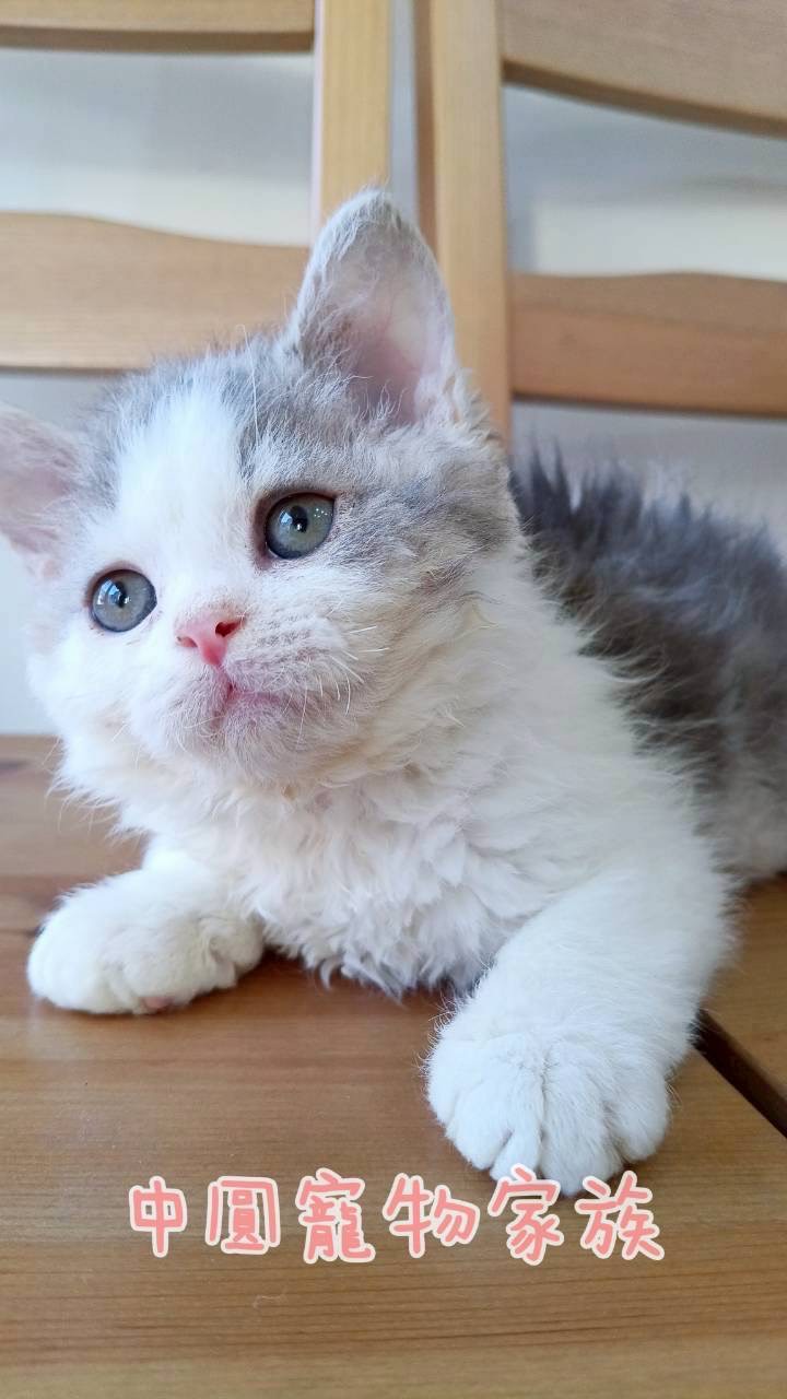 中圓寵物家族／藍白色賽爾凱克羊毛貓