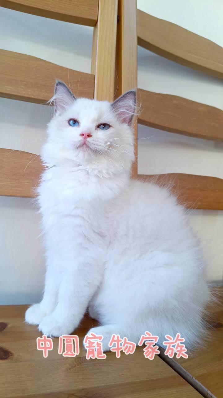 中圓寵物家族／雙色布偶