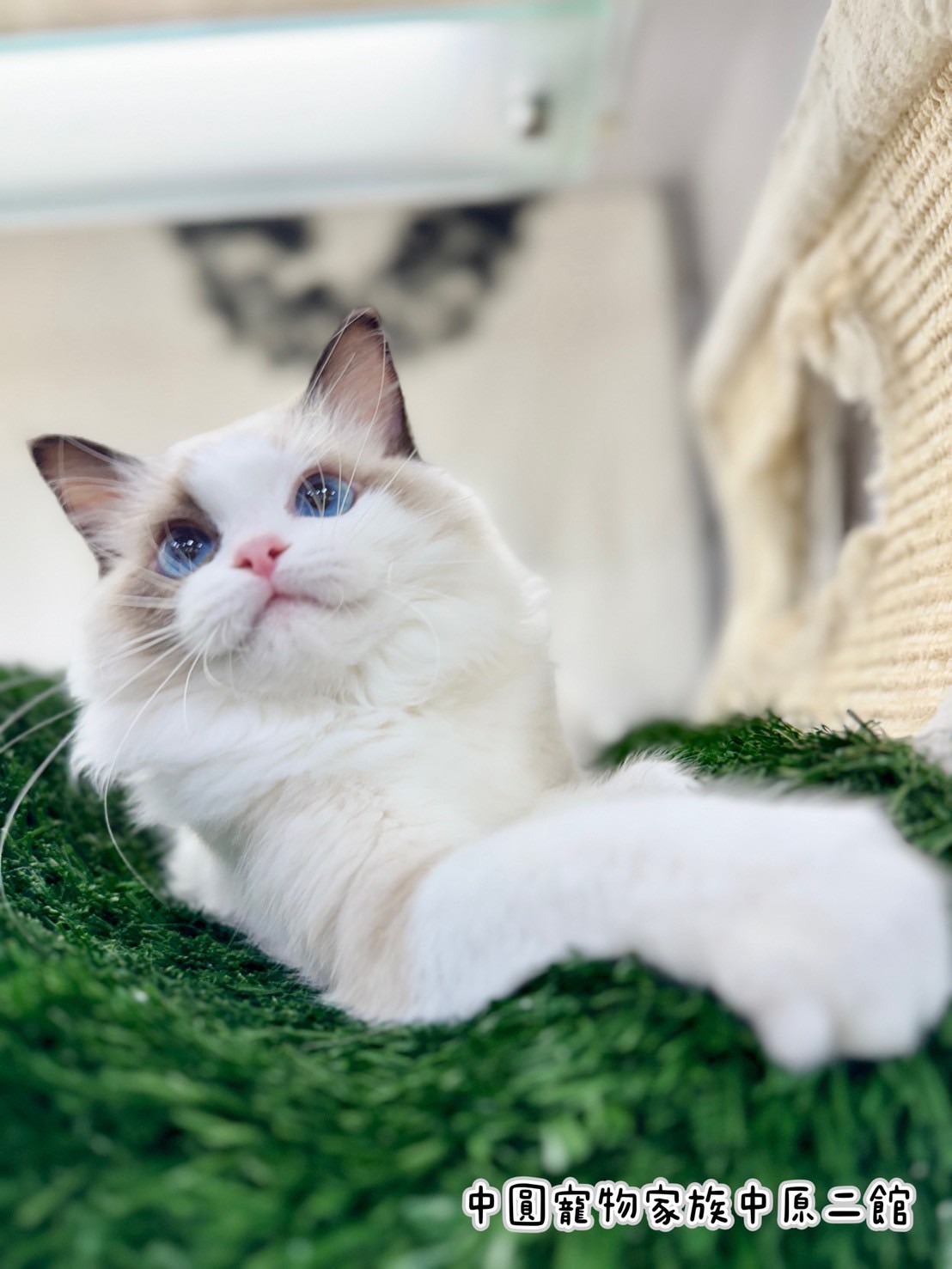 中圓寵物家族／海豹雙布偶