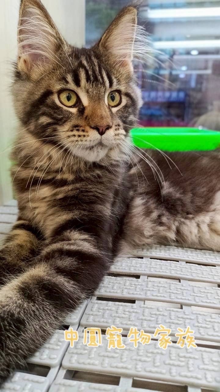 中圓寵物家族／棕虎斑緬因貓