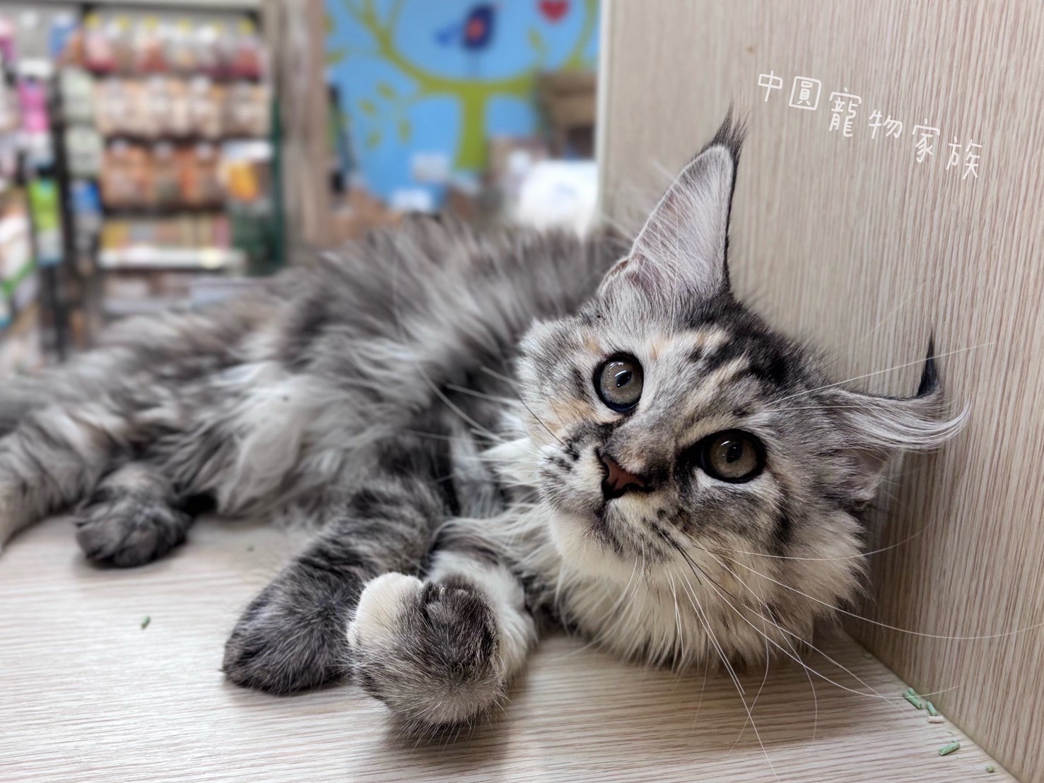 中圓寵物家族／銀虎斑緬因貓