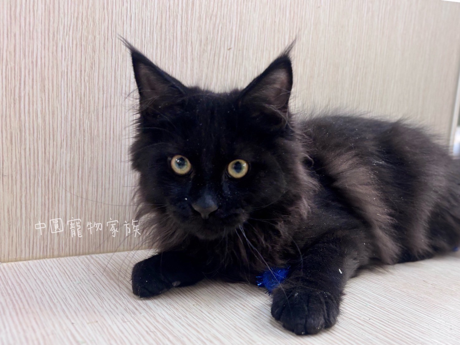 中圓寵物家族／黑色緬因貓