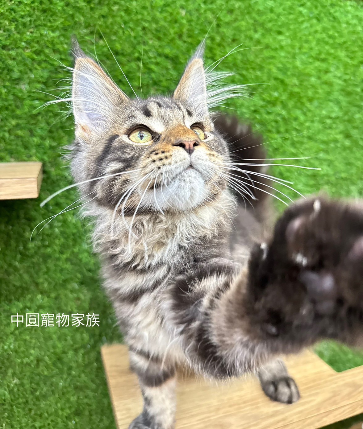 中圓寵物家族／棕虎斑緬因貓