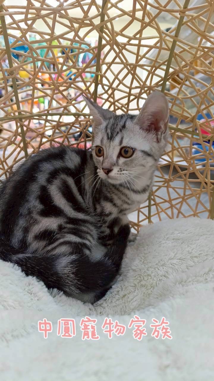 中圓寵物家族／銀白美國短毛貓