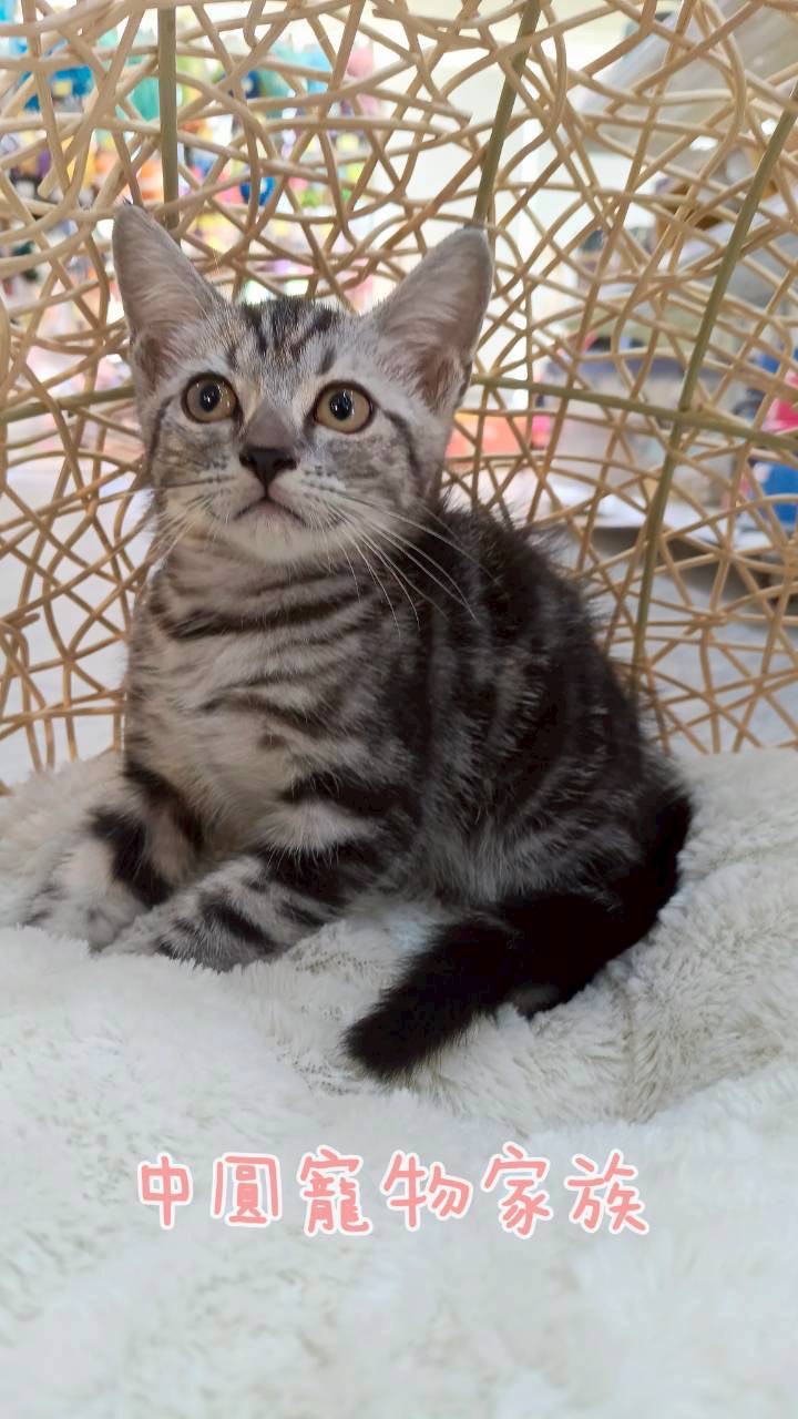 中圓寵物家族／銀白美國短毛貓