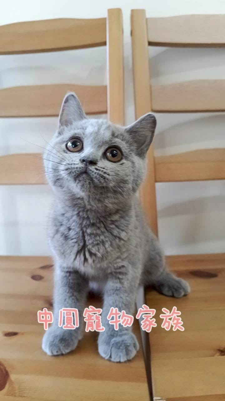 中圓寵物家族／藍色英國短毛貓