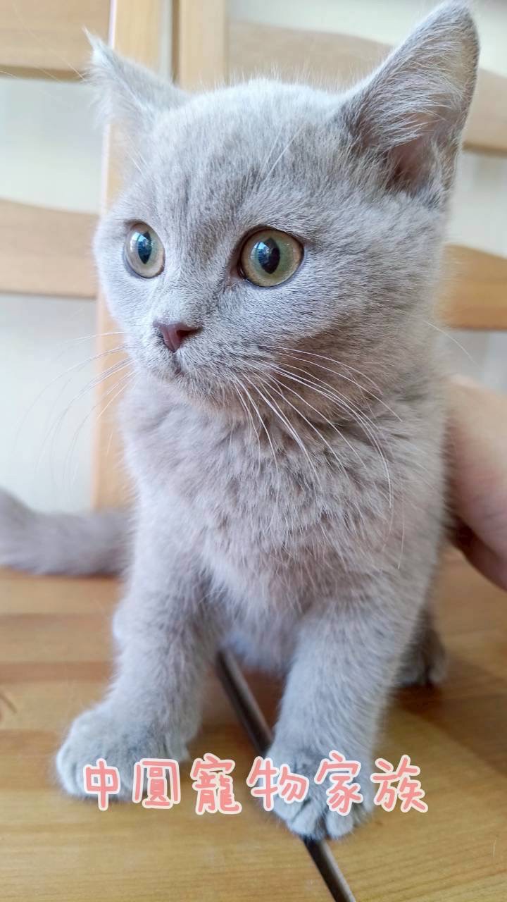 中圓寵物家族／紫丁香英國短毛貓