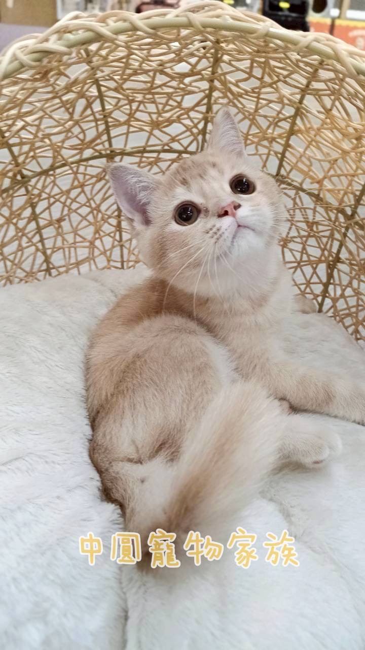中圓寵物家族／奶油色英國短毛貓