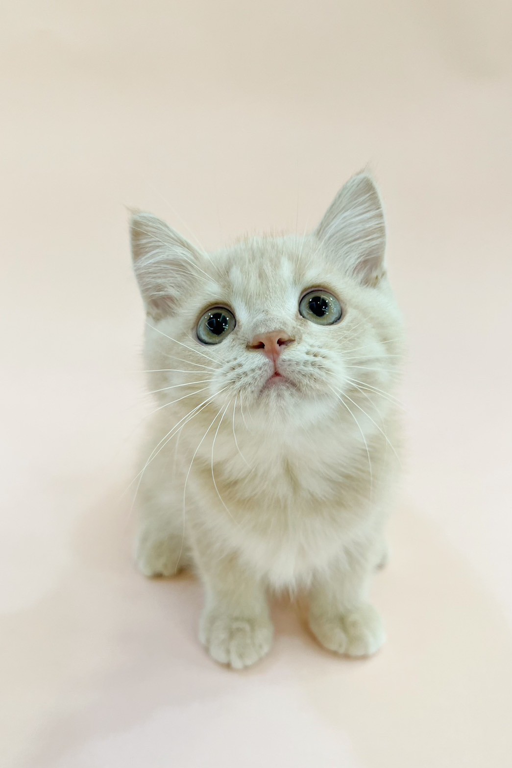 中圓寵物家族／奶油色英國短毛貓