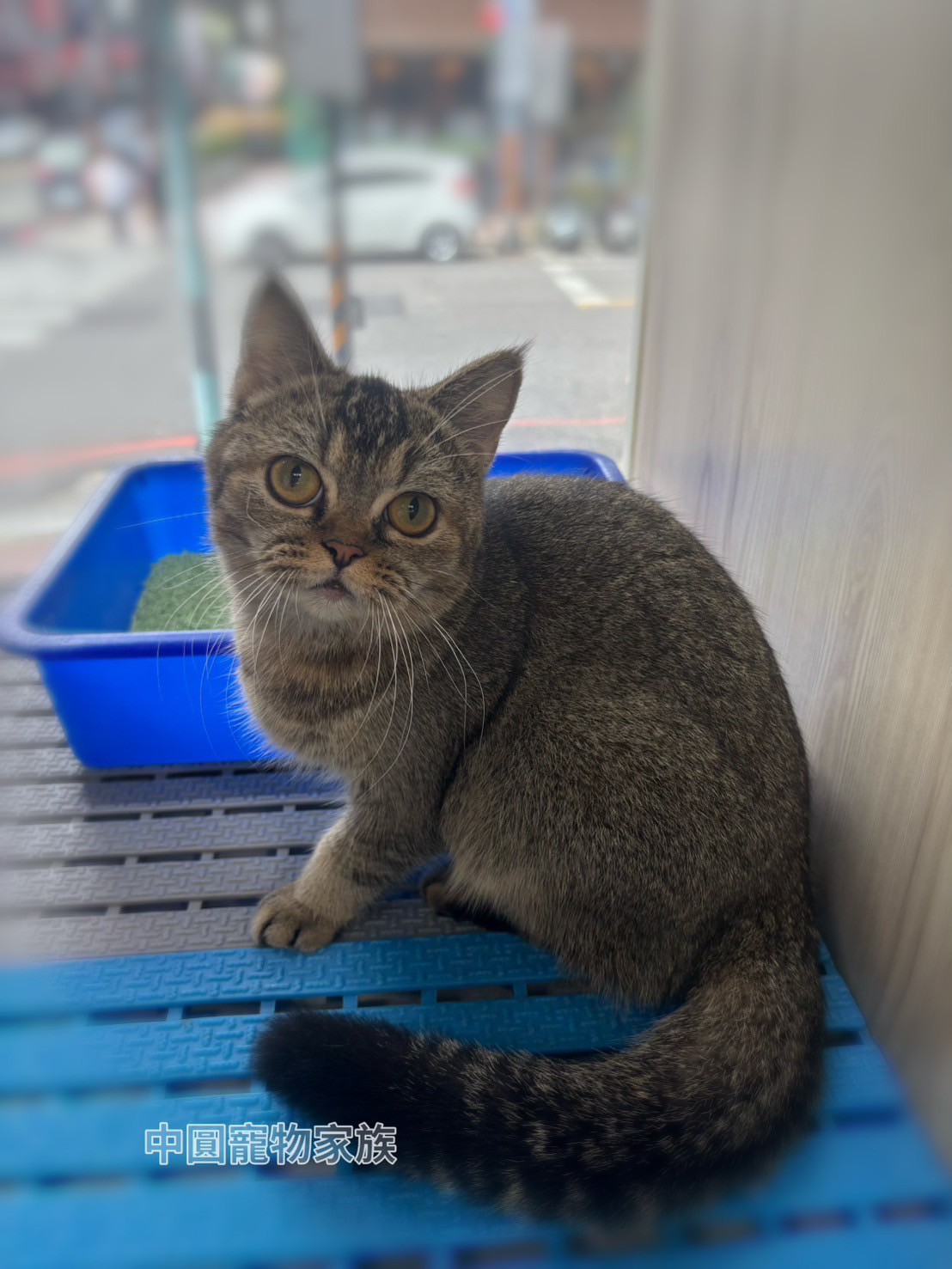 中圓寵物家族／黑金色英國短毛貓