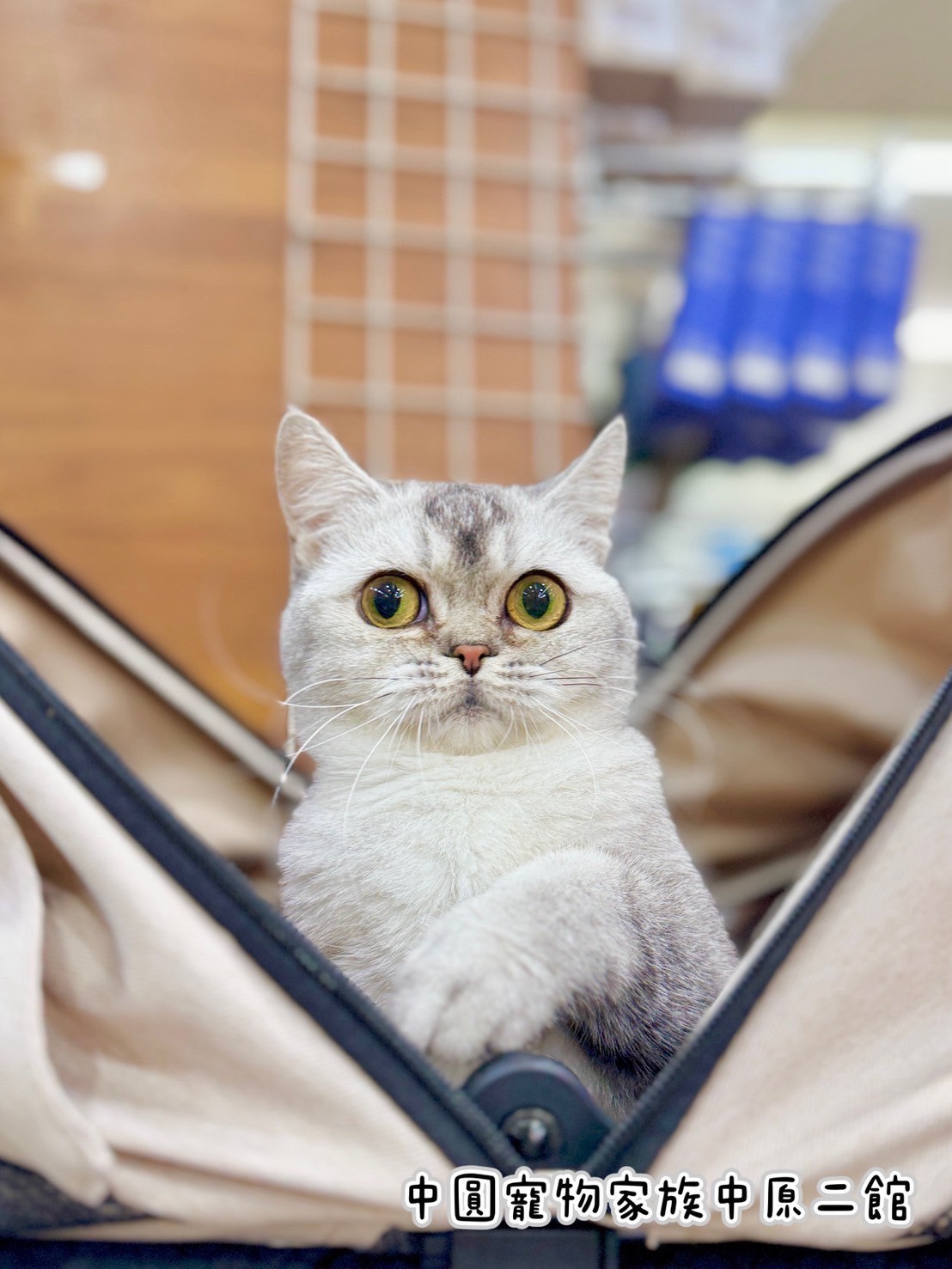 中圓寵物家族／銀漸層英國短毛貓