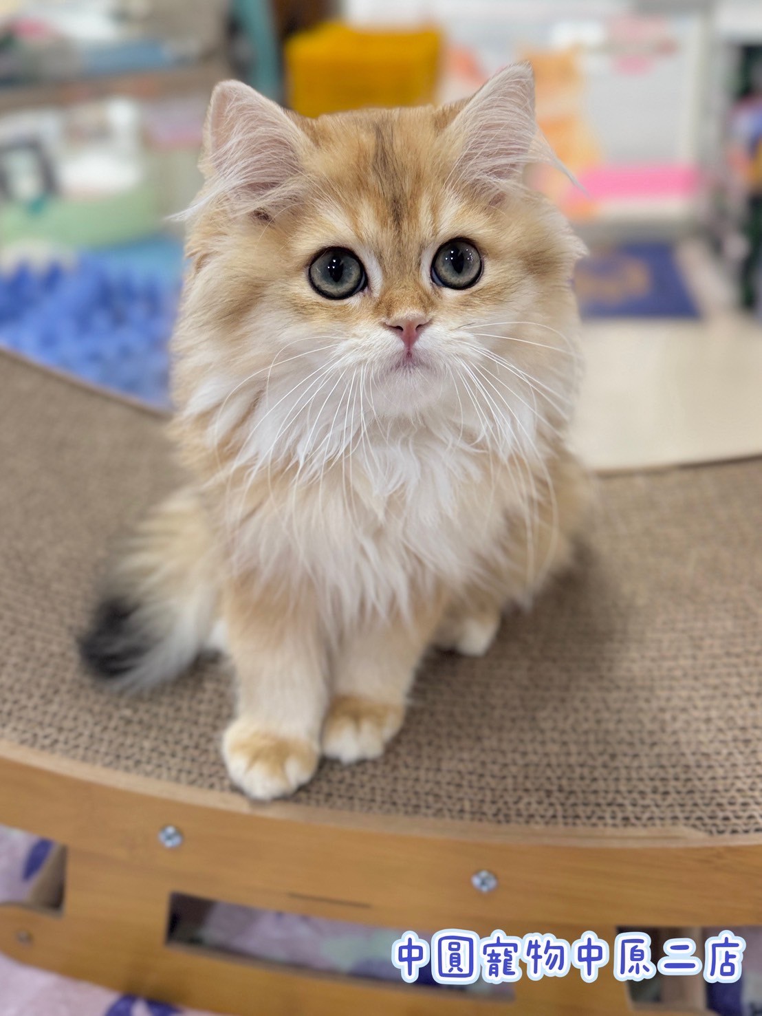 中圓寵物家族／黑金漸層英國長毛貓