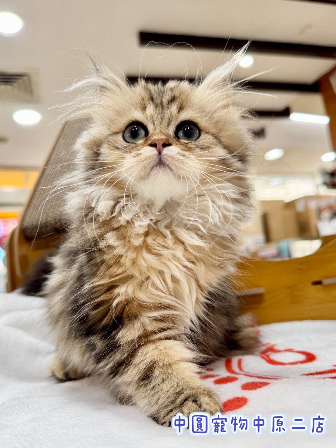 中圓寵物家族／黑金漸層英國長毛貓