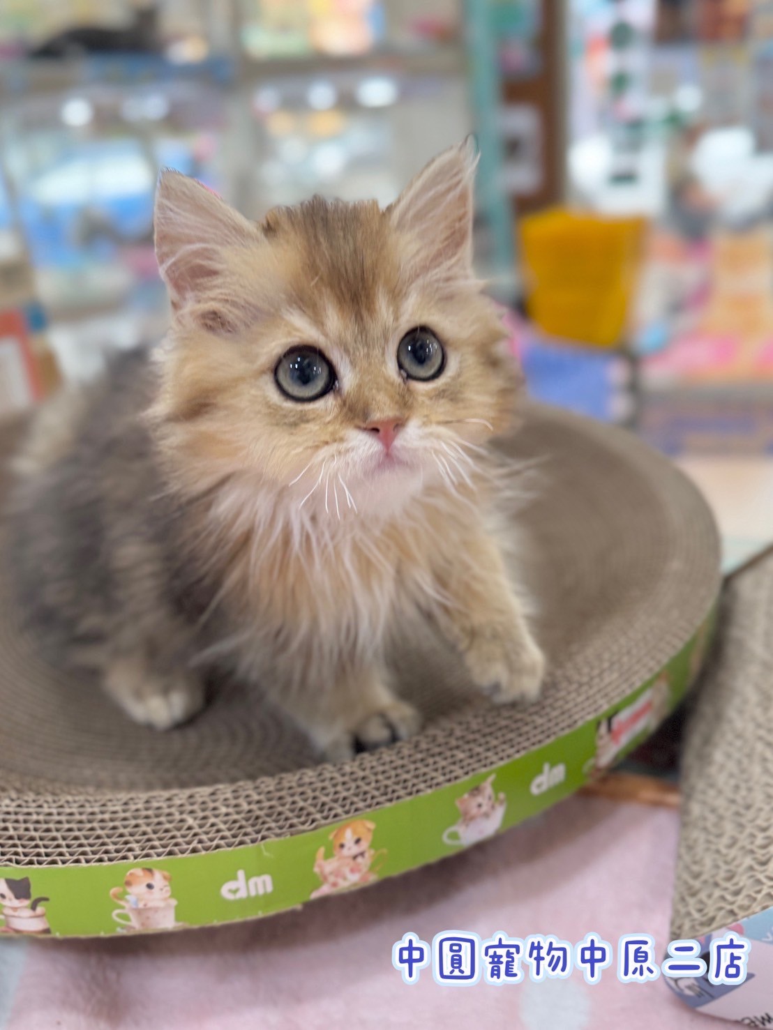 中圓寵物家族／黑金漸層英國長毛貓