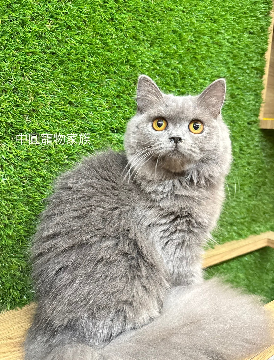 中圓寵物家族／藍色英國長毛貓