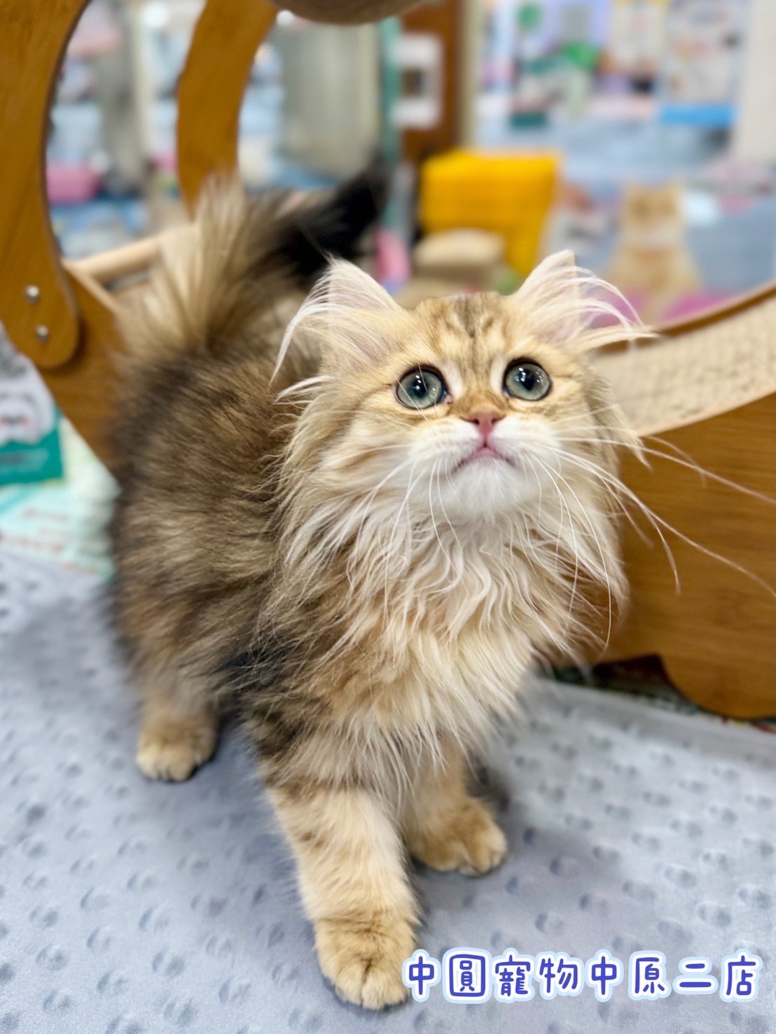 中圓寵物家族／黑金漸層英國長毛貓