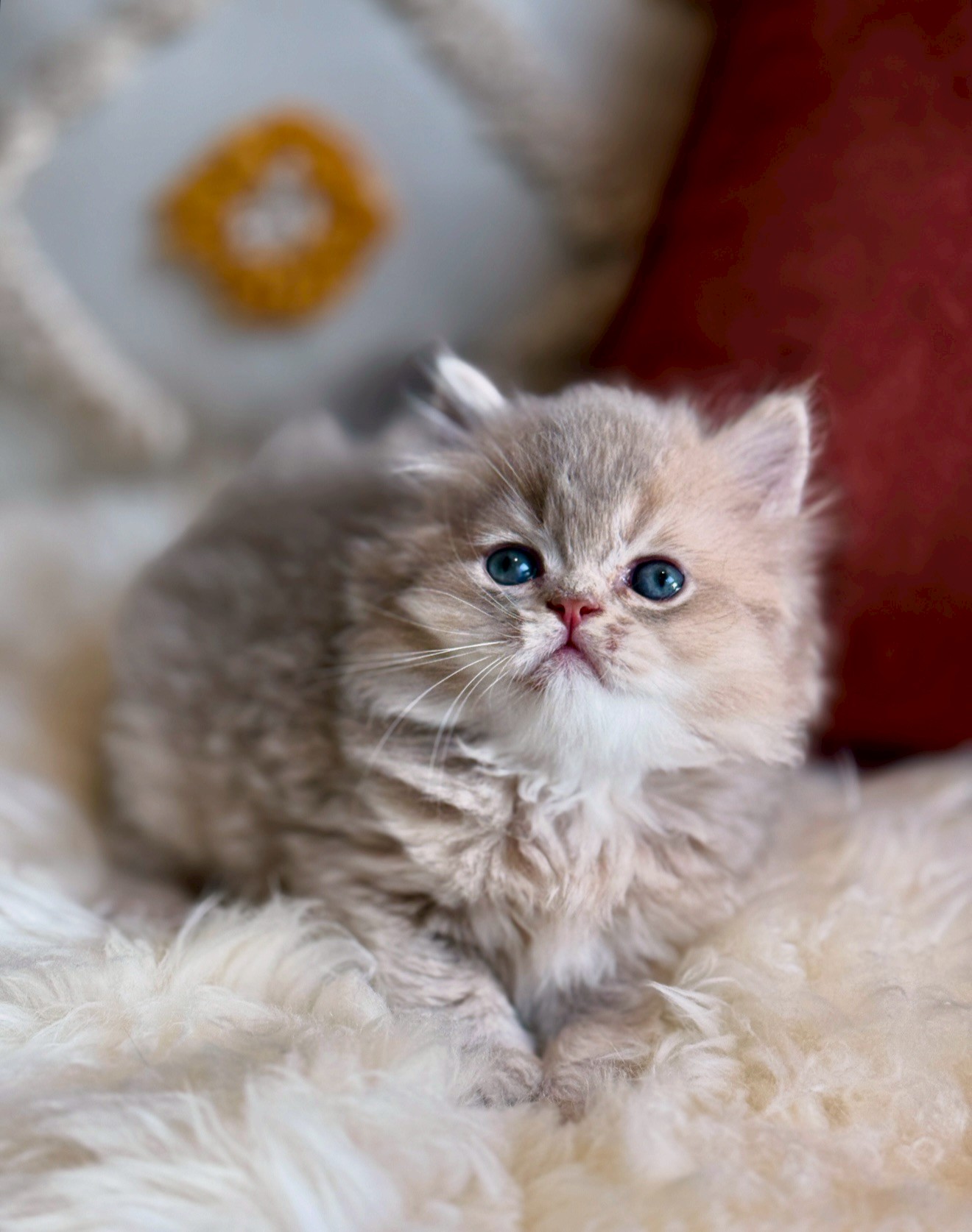 小東尼英短貓舍／紫金漸層英國長毛貓