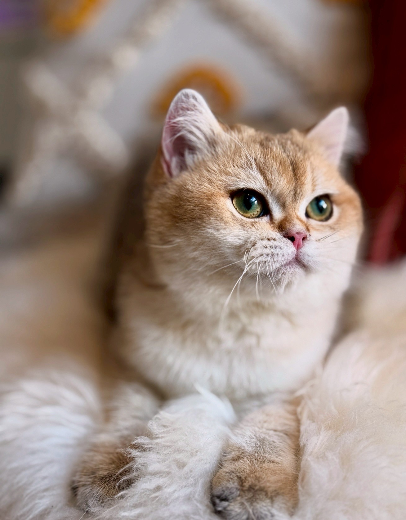 小東尼英短貓舍／金漸層英國短毛貓