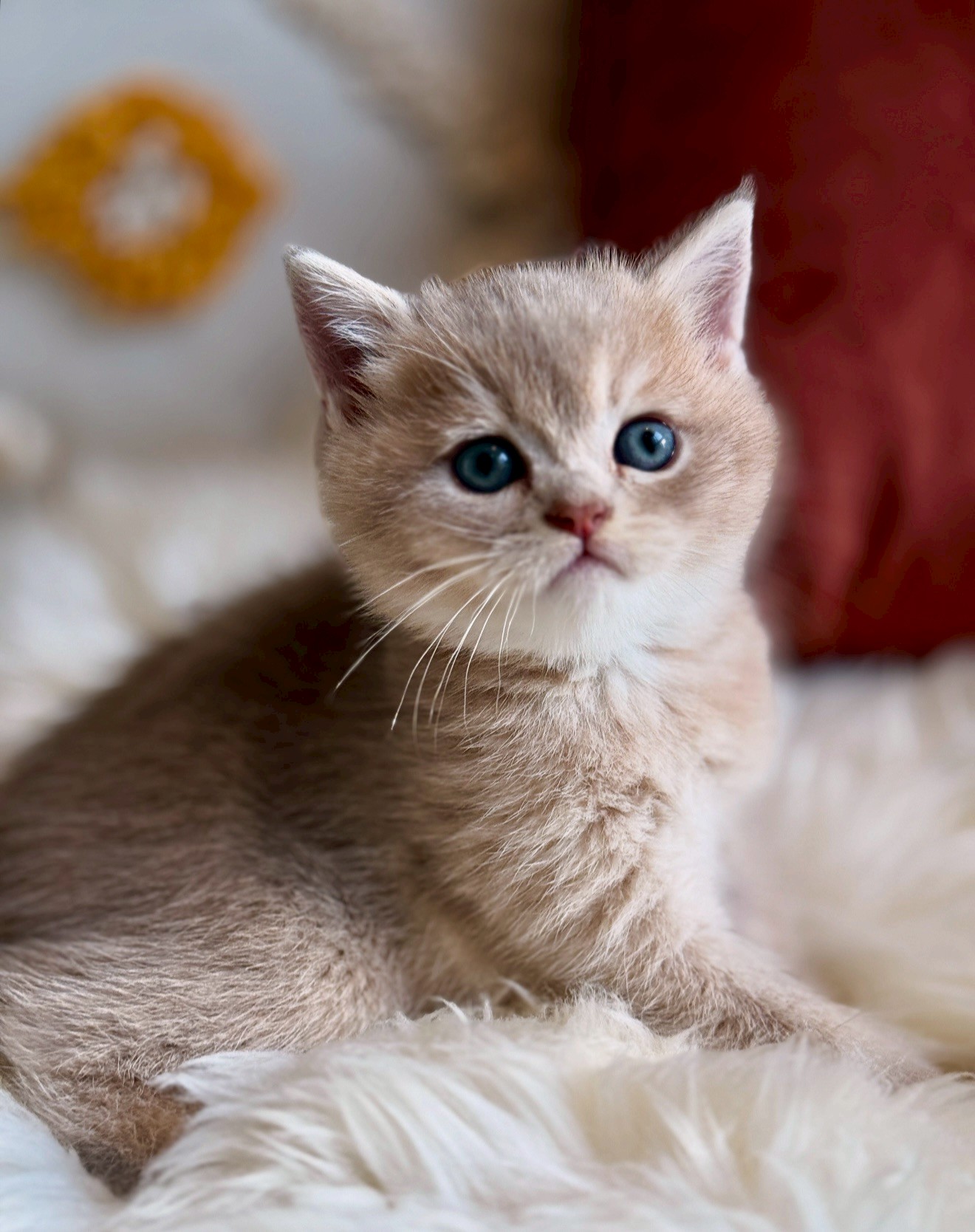 小東尼英短貓舍／紫金漸層英國短毛貓