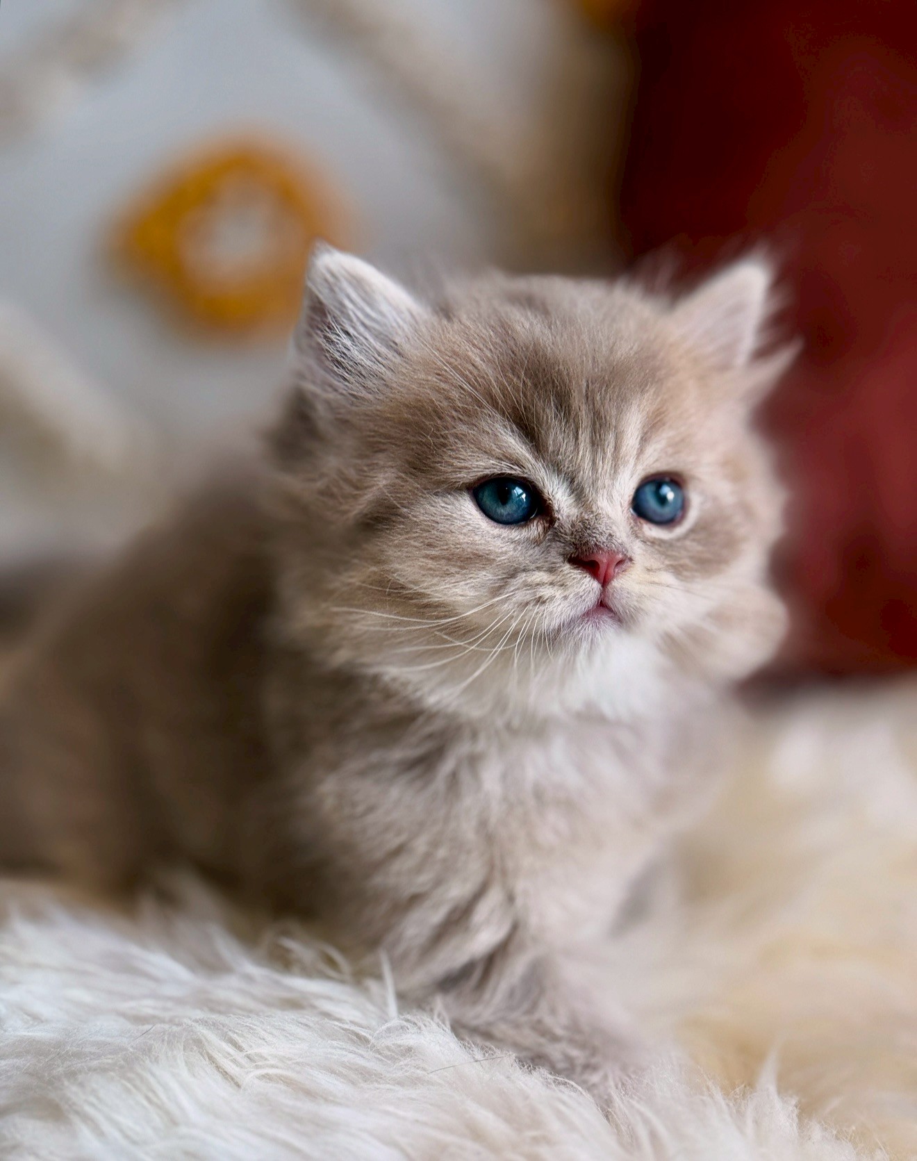 小東尼英短貓舍／紫金漸層英國長毛貓