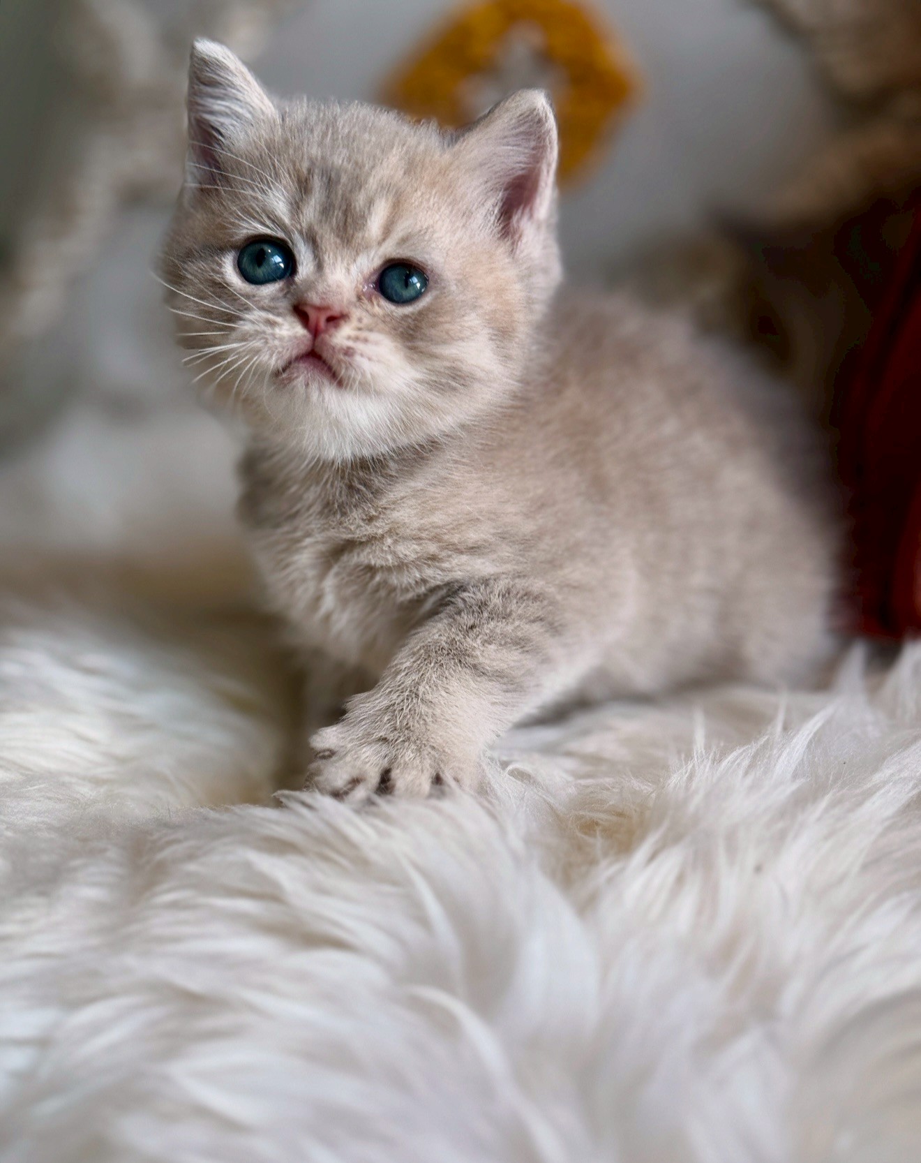 小東尼英短貓舍／紫金漸層英國短毛貓