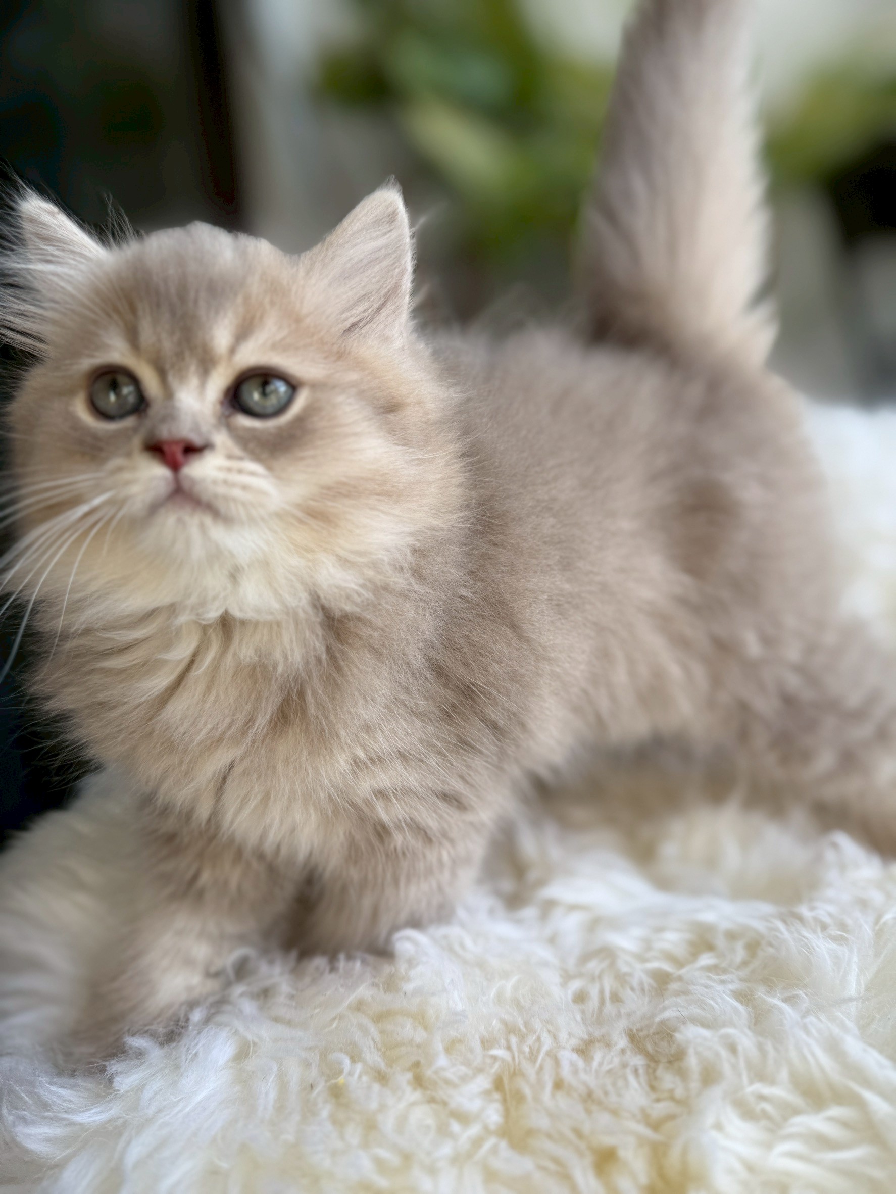 小東尼英短貓舍／紫金漸層英國長毛貓