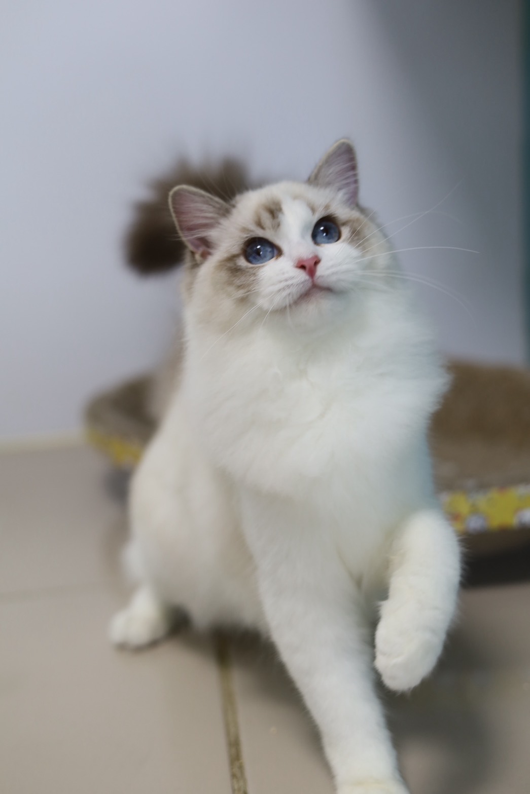 琥珀布偶貓舍／海豹雙色山貓紋布偶貓